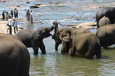 Elephant Orphanage | walklankatours.com