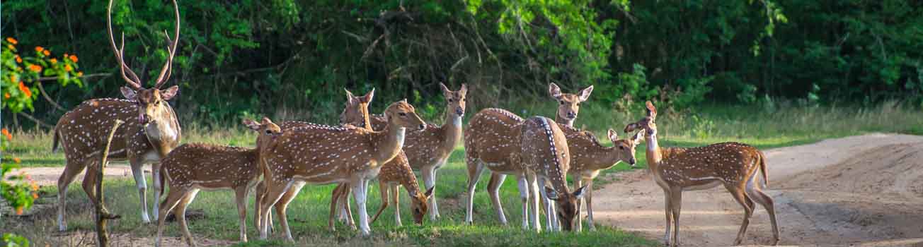 Sri Lanka Holidays Package | walklankatours.com