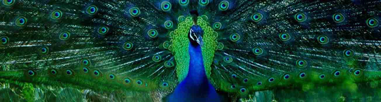 Ceylon Heritage Tour Package | walklankatours.com