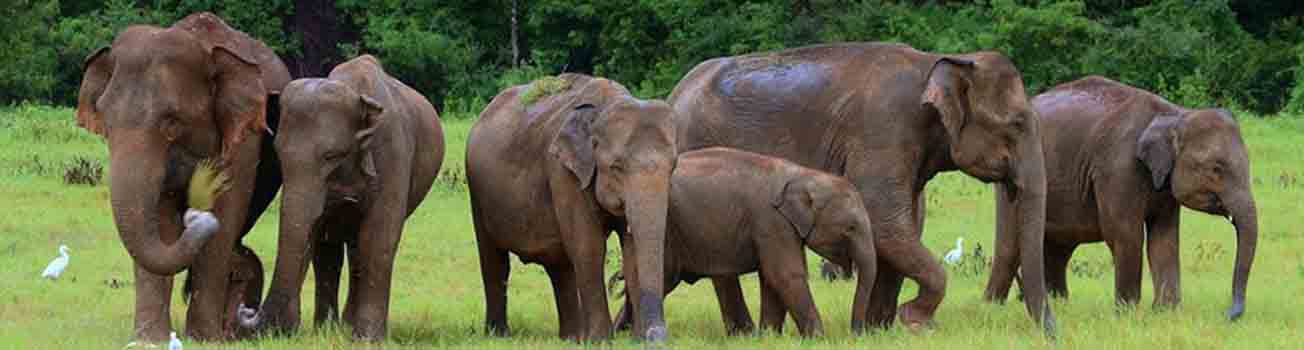 Walk Lanka Tours Gallery | walklankatours.com