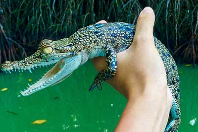 Madu River Boat Safari | walklankatours.com