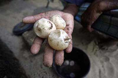 Sea Turtle Hatchery Kosgoda | walklankatours.com