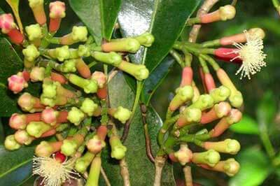 Ayurveda Herbal Garden | walklankatours.com
