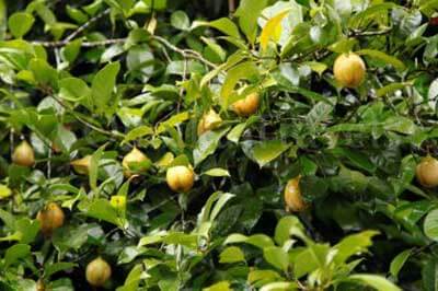 Matale Spice Garden | walklankatours.com