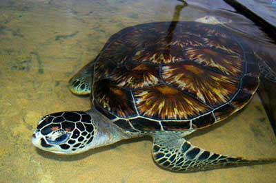 Sea Turtle Hatchery | walklankatours.com
