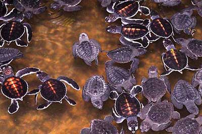 Turtle Hatchery | walklankatours.com