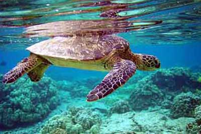 Walk Lanka Tours Sea Trutle Hatchery | walklankatours.com