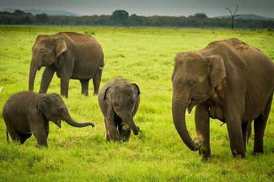 Walk Lanka Tours Minneriya National park | walklankatours.com