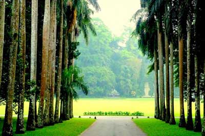 Walk Lanka Tours Pereadeniya Botanical Garden | walklankatours.com