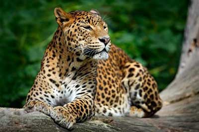 Walk Lanka Tours Yala National Park | walklankatours.com