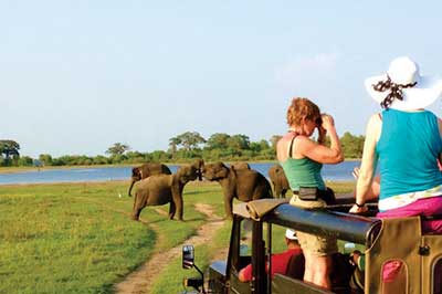 Minariya National Park | walklankatours.com