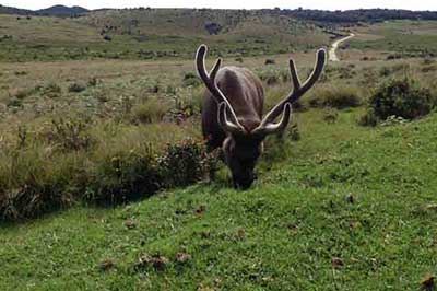 Horton plains | walklankatours.com