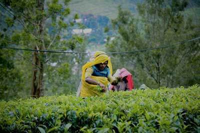 Tea Plantation | walklankatours.com
