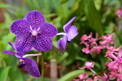 Peradeniya Botanical Garden | walklankatours.com