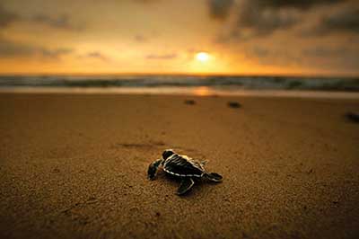 Sea Trutle Hatchery | walklankatours.com