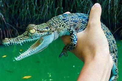 Managrove forest Sri Lanka | walklankatours.com