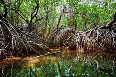 Madu River Boat Safari | walklankatours.com