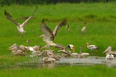 Minariya National Park Jeep Safari | walklankatours.com