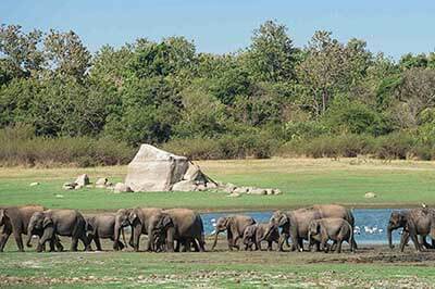 Minariya National Park Elephant | walklankatours.com