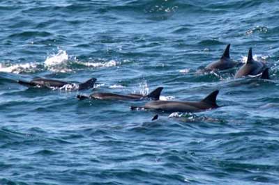 Mirissa Dolphin Watching | walklankatours.com