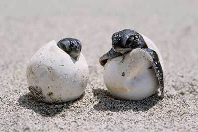 Kosgoda Trutle Hatchery | walklankatours.com