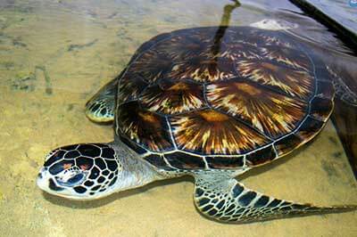 Trutle Hatchery | walklankatours.com