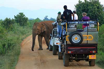 Sri Lankan elephants | walklankatours.com