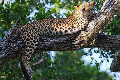 Sri Lankan leopards | walklankatours.com