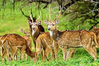 Yala National Park | walklankatours.com