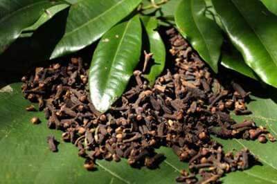 Ayurveda Herbal Garden | walklankatours.com