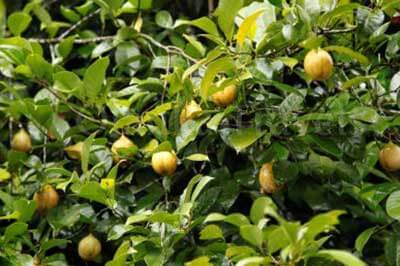 Spice Garden | walklankatours.com