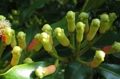 Spice Garden Matale | walklankatours.com