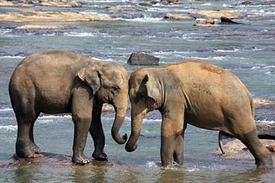 Elephant Ophanage | walklankatours.com