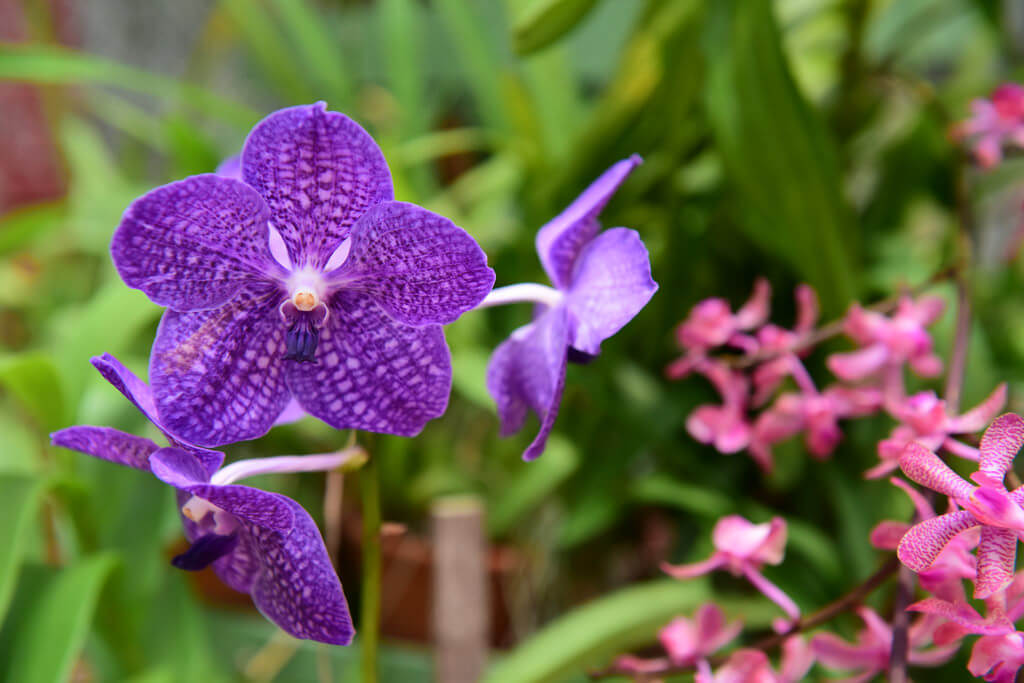 Peradeniya Royal Botanical Garden | walklankatours.com