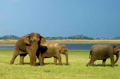 Minneriya National Park | walklankatours.com