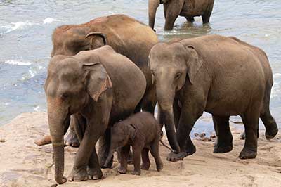 Pinnawala Elephant Ophanage | walklankatours.com