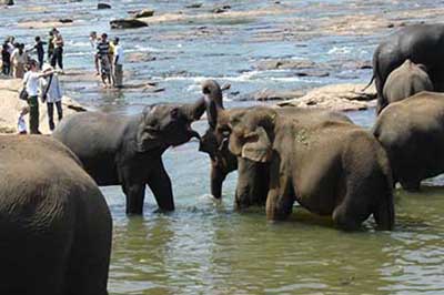 Elephant Orphanage | walklankatours.com
