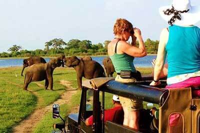 Jeep Safari Minneriya National Park | walklankatours.com