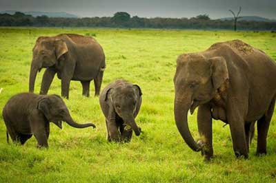 Minneriya National Park | walklankatours.com
