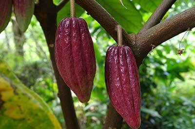 Spice Garden Matale | walklankatours.com