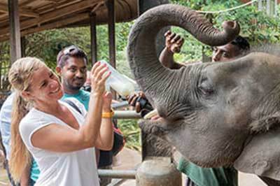 Elephant Orphanage Pinnawala | walklankatours.com
