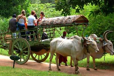 Habarana Villege Safari | walklankatours.com