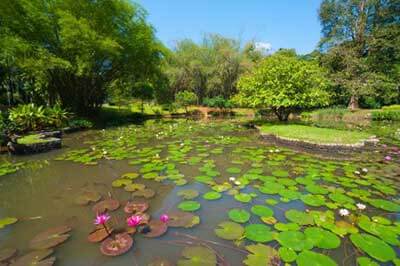 Peradeniya Garden | walklankatours.com