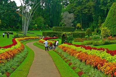 Peradeniya Botanical Garden | walklankatours.com