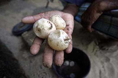 Sea Trutle Hatchery Kosgoda | walklankatours.com