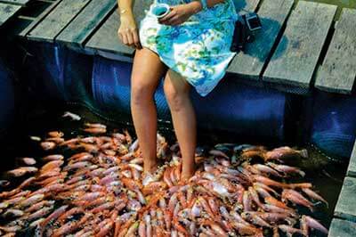 Madu River Fish Spa | walklankatours.com