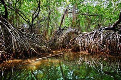 Madu River Managrove Forest | walklankatours.com