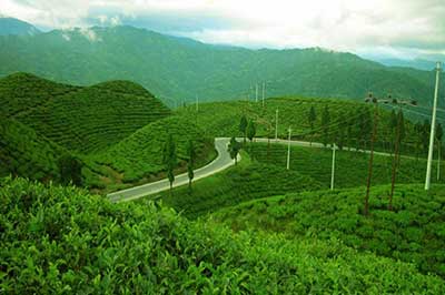 Nuwara Eliya City | walklankatours.com
