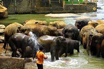 Elephant Orphanage | walklankatours.com
