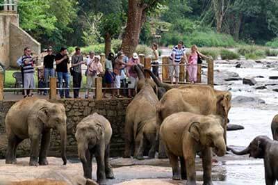 Pinnawala Elephant Orphanage | walklankatours.com